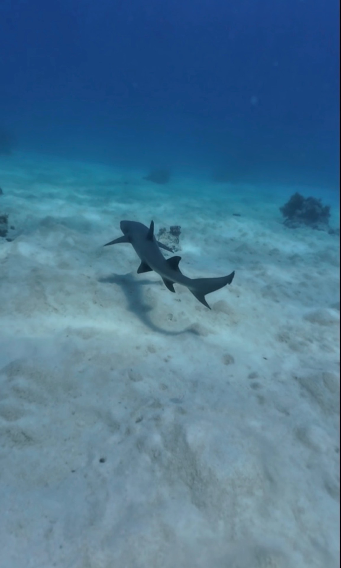 A shark swimming past during a scuba dive on the Great Barrier Reef
