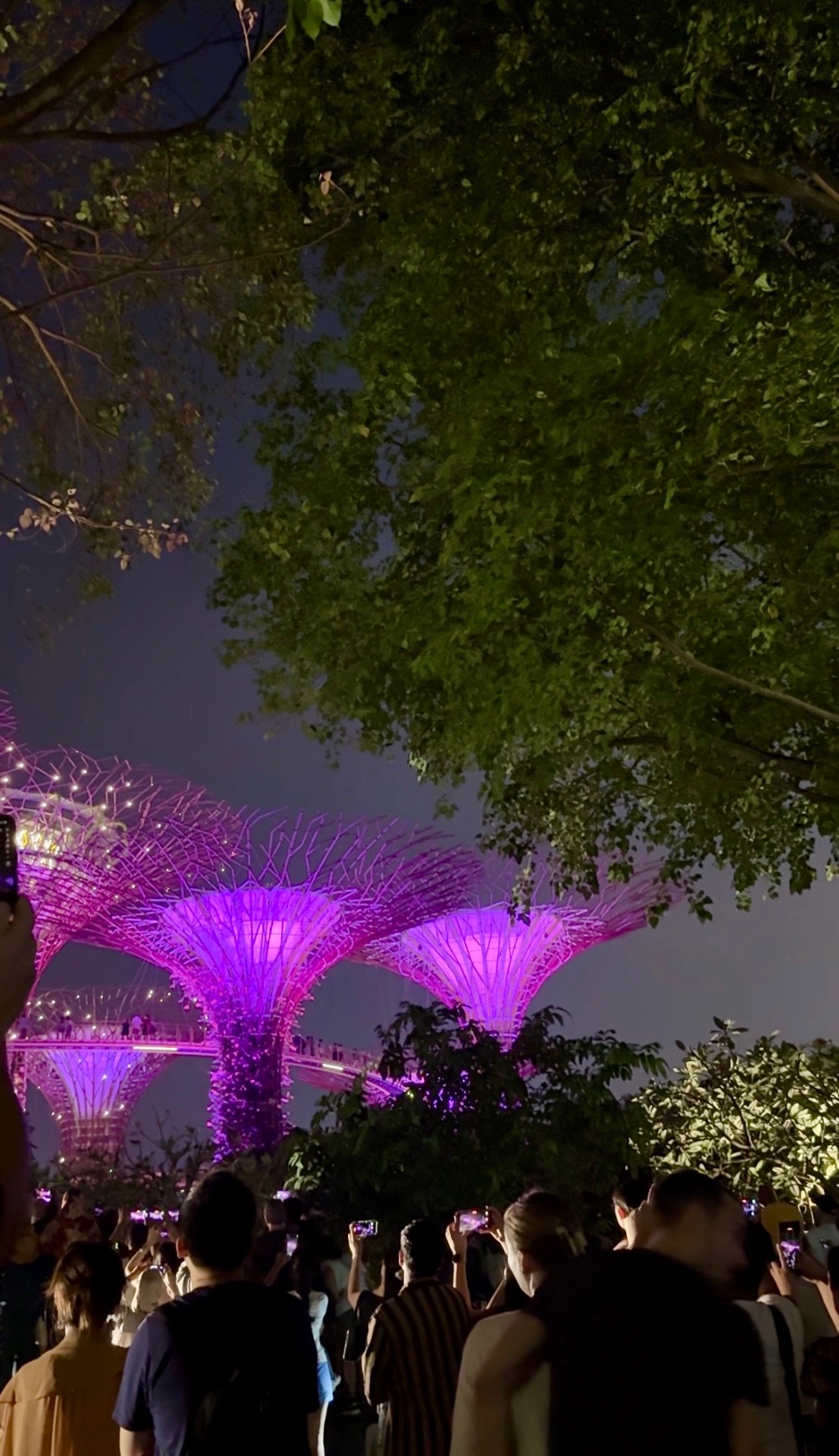 The Supertree Grove at Gardens by the Bay in Singapore lit in pink and purple during the evening Garden Rhapsody light show, with visitors photographing from below.